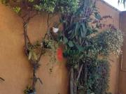 Casa com 3 dormitórios à venda, 300 m² por R$...