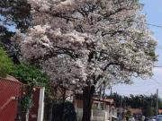 Casa com 3 dormitórios à venda, 250 m² por R$ 838.000,00...