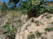 Casa com 3 dormitórios à venda, 260 m² por R$ 650.000,00...