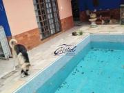 Casa com 3 quartos 1 suíte à venda, 252 m² Vila Loty...