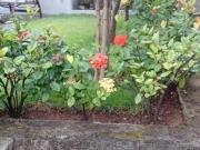 Casa com 3 quartos à venda em Belo Horizonte, no bairro...