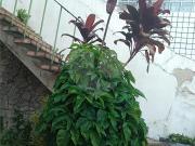 Casa com 3 quartos à venda em Vila Romana SP