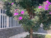 Casa com 3 quartos para alugar na Rua Padre Donizetti...