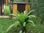 Casa com 4 dormitórios à venda, 250 m² por R$ 1.300.000...