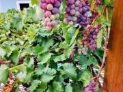 Casa com 4 dormitórios à venda, 314 m² por R$...