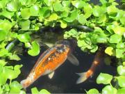 Casa com 4 quartos a venda em excelente bairro Terreno...