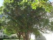 Casa com 5 dormitÃ³rios para alugar, 240 mÂ² por R$...