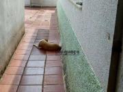 Casa com 5 dormitórios à venda, 75 m² por R$ 480.000,00...