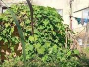 Casa com 5 dormitórios à venda por R$ 330.000,00 Jardim...