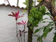 Casa com 5 quartos à venda em Enseada SP