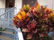 Casa com 7 quartos à venda em Belo Horizonte, no bairro...