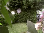 Villa con giardino a San Martino Buon Albergo