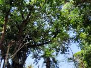 CASA COND.FECH.5 CASAS ALTO BOA VISTA 366M2 3 PISOS...