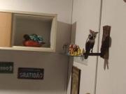 casa de 2 dormitorios com vaga pra 2 carros