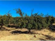 Casa de campo en Venta en Crevillente, Alicante