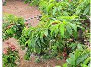 Casa de campo en Venta en Los Silos, Santa Cruz de Tenerife