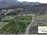 Casa de campo Masía en Venta en Casarabonela Málaga