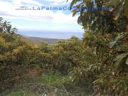 Casa de pueblo en Venta en Tijarafe Santa Cruz de Tenerife