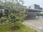 Casa de un piso en venta en Balcones de Juriquilla