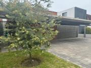 Casa de un piso en venta en Balcones de Juriquilla
