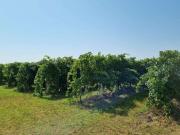 Casa di campagna in vendita di 31000 m²