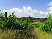 Casa di campagna in vendita di 78350 m² in Via Augusto Conti