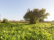 Casa di paese in vendita di 265 m² in Via Roncaglia di...