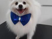 Casa em condomínio à venda no Condomínio Bosque dos...