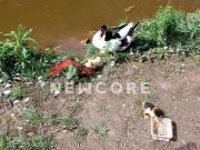 Casa em Estrada Antônio Gerassi Jardim Santa Lúcia Embu...