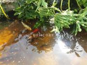 Casa em Rua Dona Bartira Nova Jaguariúna Jaguariúna/SP