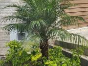 Casa em Rua Jacques Lacan Jardim São Paulo Zona Leste...