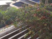 Casa em Rua Sousa Filho Vila Santa Delfina São Paulo/SP