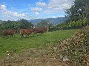 Casa en Arriendo en Copacabana