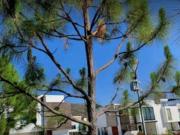 CASA EN FORET RESIDENCIAL A 5 MIN DEL HOSPITAL PADRINOS...