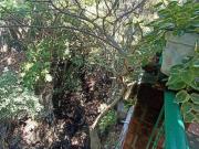 Casa en Fraccionamiento en Club de Golf Cuernavaca MAZ...