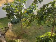 CASA EN RENTA EN CAÑADA DEL REFUGIO SUR