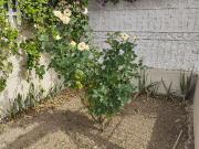 Casa en Renta en Colinas de la Normal