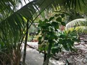 Casa en renta en Macario Gomez carr. Tulum Coba