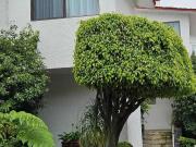 Casa en San Jerónimo Lídice