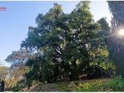 Casa en Santa Mª de Trassierra con Amplio Terreno y...