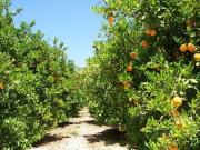 Casa en venta Alcalá de Guadaira