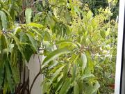 CASA EN VENTA CERCA ZONA REAL