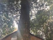 Casa en venta en ANGOL