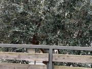 Casa en venta en Bigues i Riells del Fai. Casa adosada...