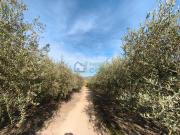 Casa en venta en Castellgalí. MASIA en venta habitable...