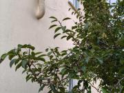 Casa en venta en Cedeira. *Casa independiente a 5...