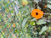 Casa en venta en Condado de Sayavedra, Cancún, Estado De...