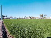 Masía en venta en Dolores. Fantástica casa con terreno...