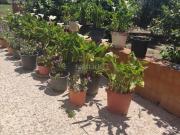 Casa en venta en Elche Elx, La Foia Daimés Asprella....