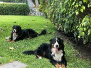 Casa en venta en La Molina a $950,000